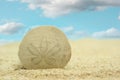 Sand Dollar on Beach With Blue Sky Background Royalty Free Stock Photo