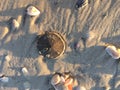 Sand Dollar On Beach With  Sea Shells Royalty Free Stock Photo