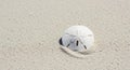 Sand Dollar Embedded in Fine White Sand on Beach Royalty Free Stock Photo