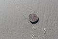 Sand dollar Royalty Free Stock Photo