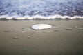 Sand Dollar Resting On Beach Royalty Free Stock Photo