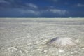 Sand dollar in the sea with sky Royalty Free Stock Photo