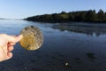 Sand Dollar Shell and Pacific Ocean Background