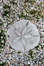 Sand Dollar Stepping Stone Royalty Free Stock Photo