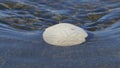 A Sand Dollar In Time Royalty Free Stock Photo