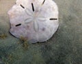 A live sand dollar undewater. Royalty Free Stock Photo