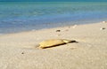 Sand dollar on beach Royalty Free Stock Photo