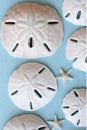 Sand Dollars