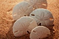 Sand Dollars cascade Royalty Free Stock Photo