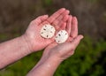 Sand dollars lying flat in palms of a womans hands Royalty Free Stock Photo