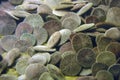 Sand dollars on ocean floor Royalty Free Stock Photo