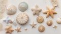 Sand dollars, puka shells, sea urchins, tiny seashells, fossil coral, and white starfish sea stars. Royalty Free Stock Photo