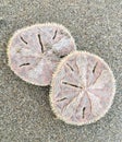 Sand Dollars Washed up on the Beach