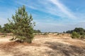 Sand drifts with trees at Dutch National Park Veluwe Royalty Free Stock Photo