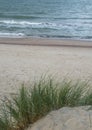 Sand dune with beachgrass (Ammophila arenaria). Royalty Free Stock Photo