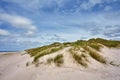 Beach gras on a sand dune at the North Sea coast in Denmark