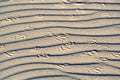 Sand dune with birds` footprints Royalty Free Stock Photo