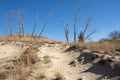 Sand dune blowout with dead trees Royalty Free Stock Photo