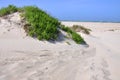 Sand Dune in Cape Hatteras, North Carolina Royalty Free Stock Photo