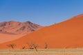 Sand dune with dead trees deadvlei Namibia Royalty Free Stock Photo