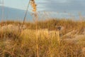 Sand Dune Fences For Environment Protection Royalty Free Stock Photo