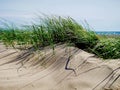 Sand Dune Grass, Black Rock Sands Royalty Free Stock Photo