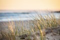 Sand Dune Grass Coolangatta Australia Royalty Free Stock Photo