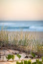 Early Morning Sand Dune Grass with beach and ocean waves Royalty Free Stock Photo