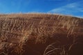 Sand Dune Grass Ripples Royalty Free Stock Photo