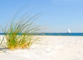 Sand dune grasses Royalty Free Stock Photo