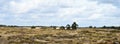 Sand Dune and Heathland Panorama Landscape