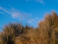 Sand dune marram grass detail, Instow, North Devon. Blue sky behind. Royalty Free Stock Photo