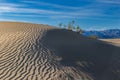 Sand dune, Mesquite Sand Dunes, Death Valley, California. Rippled pattern in the sand. Plant on top of rise.