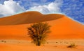 A sand dune in the Namibian Desert Royalty Free Stock Photo