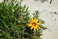 Sand dune plant at Whangamata beach coromandel peninsula New Zealand NZ