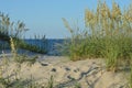 Sand dune with sea oats Royalty Free Stock Photo