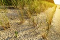 Sand dune stabilization. European marram grass Ammophila arenaria growing on dunes at Baltic sea shore. Royalty Free Stock Photo