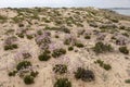 sand dune vegetation Royalty Free Stock Photo