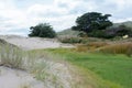 Sand dune vegetation Royalty Free Stock Photo