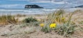 Sand dune vegetation at Whangamata beach, Coromandel, New Zealand Royalty Free Stock Photo