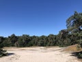 Sand dunes around Beerze, Overijssel Royalty Free Stock Photo