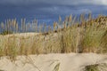 Sand dunes on the Baltic coast in the morning Royalty Free Stock Photo