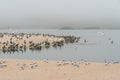 Sand dunes on the beach and colony of seabirds