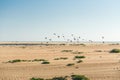 Sand dunes on the beach and flock of flying pelicans Royalty Free Stock Photo