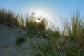 Sand dunes with beach grass in the back light on the North Sea Royalty Free Stock Photo