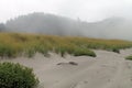 Sand, Dunes, Beach Grass and a Foggy Forest in th Royalty Free Stock Photo