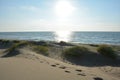 Sand dunes with beach grass at the North Sea with sun in the evening Royalty Free Stock Photo