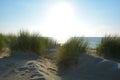 Sand dunes with beach grass at the North Sea with sun in the evening Royalty Free Stock Photo