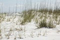 Sand dunes and beach grasses at Fort De Soto, Florida.