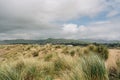 Sand dunes on the beach, and native plants at Morro Bay, California Royalty Free Stock Photo